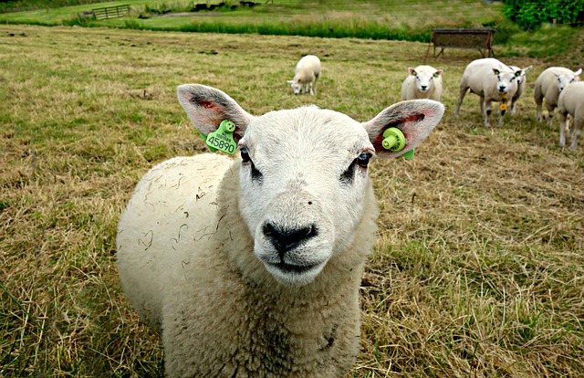 stádo ovcí.jpg