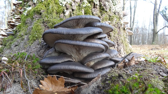 houby na stromě.jpg